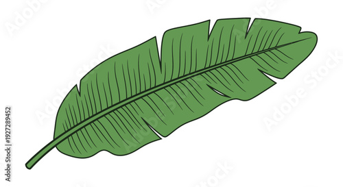 A single vibrant green banana leaf against a white background silhouette