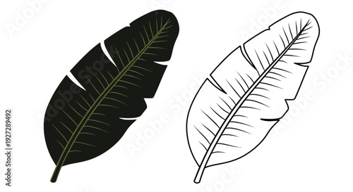 Two banana leaves one dark and one light a striking silhouette
