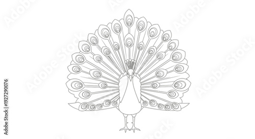 Elegant Peacock Displaying Its Magnificent Tail Feathers in Detailed Outline.