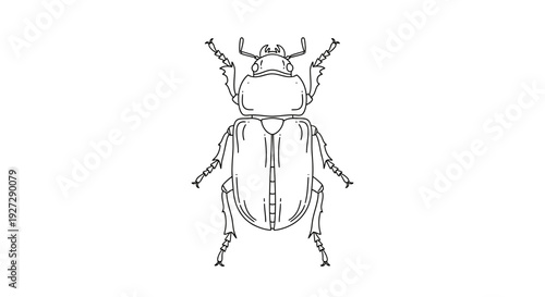 Detailed Line Art Illustration of a Beetle Insect.