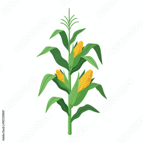 Fresh Mature Corn Plant with Green Leaves and Ripening Cobs for Agriculture and Farming Backgrounds
