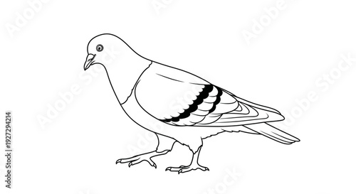 Detailed Line Art Drawing of a Pigeon Standing.