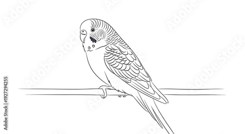 Detailed Line Art Drawing of a Budgerigar Perched on a Branch.