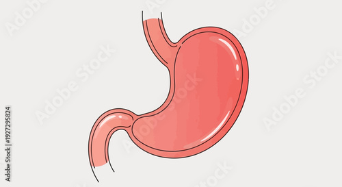 Illustration of a Human Stomach Organ Anatomy Medical Science.