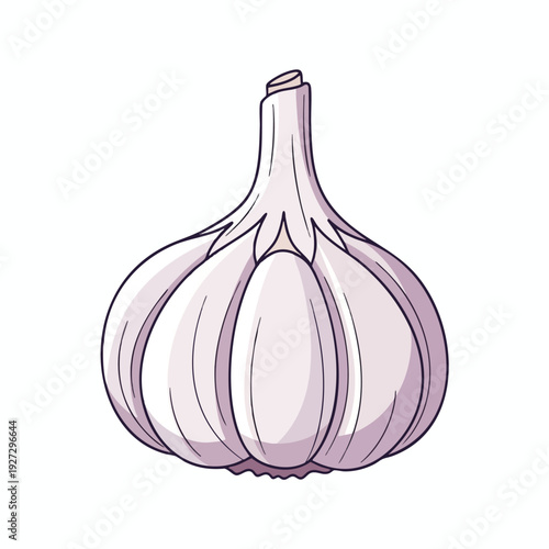 Fresh Garlic Bulb for Cooking and Culinary Uses