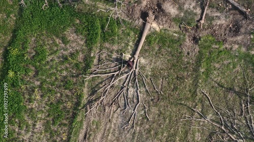 aerial drone footage of a Fallen tree with exposed roots lying on the green grass and dirt, captured from above on a bright day High quality drone 4k footage