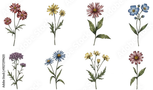 White daisy flowers png bright centers unopened buds isolated transparent spring floral png