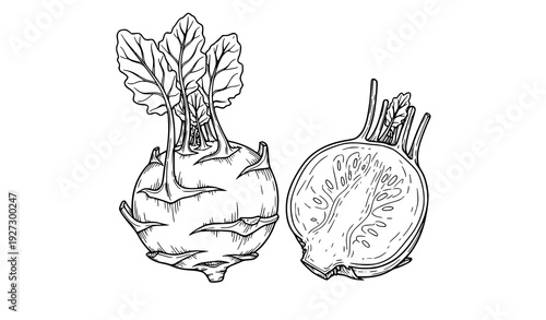 Kohlrabi vegetable botanical outline vector illustration set