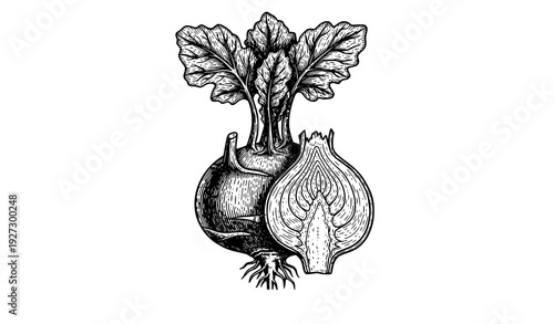 Vintage kohlrabi engraving botanical vector illustration