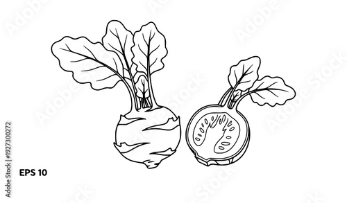 Minimal kohlrabi line art vegetable vector illustration