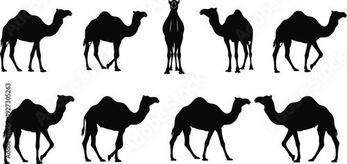 Camel silhouettes illustration vector desert animals dromedary Bactrian wildlife travel graphics, nature design concept, black and white creative art collection
