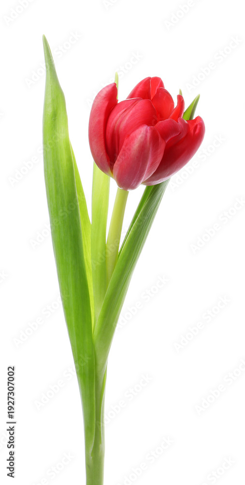 Naklejka premium One beautiful red tulip isolated on white