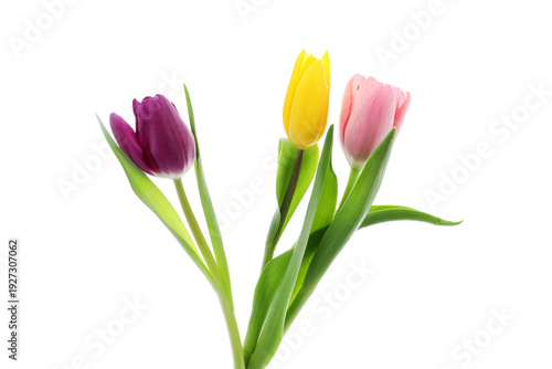 Beautiful colorful tulip flowers isolated on white