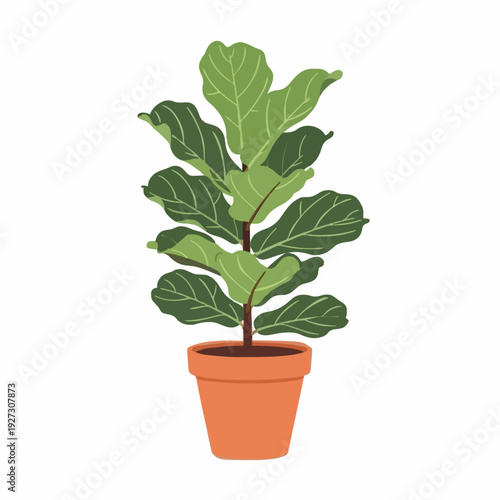 Healthy Fiddle Leaf Fig Plant In A Terracotta Pot With Green Leaves And Brown Stems Isolated On White Background Studio Shot