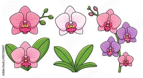 Set of blooming orchid flowers, buds, and leaves vector illustrations on white background