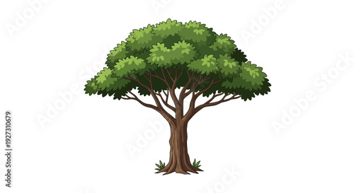 Large mature teak tree with a wide canopy and textured brown bark vector illustration