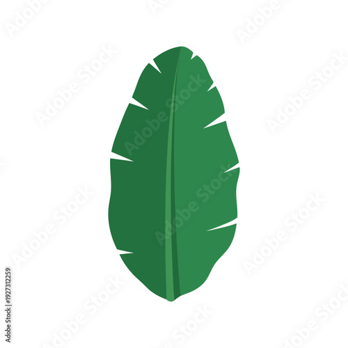 Green Banana Leaf Vector Clipart Isolated on White Background for Tropical Design