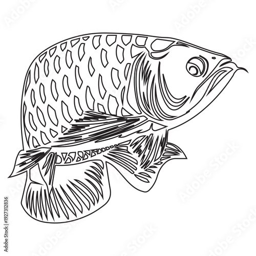 Fish Illustration