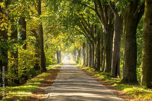 Road through the forest of Zelhem