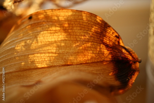 close-up of a leaf, autumn leaf, orange leaf, leaf enlargement, orange, texture, wood, technology, illustration, art, design, light, pattern, concept, digital, yellow, grunge