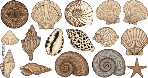 Seashell collection illustration set, vintage marine shells and starfish, ocean nature elements vector, coastal beach decor design bundle