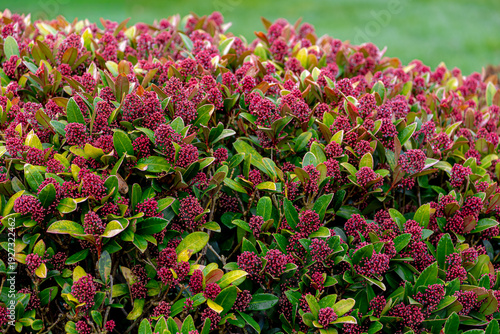 Konstfotografi Selective focus of Skimmia japonica red flowers with raindrops in garden, Japane