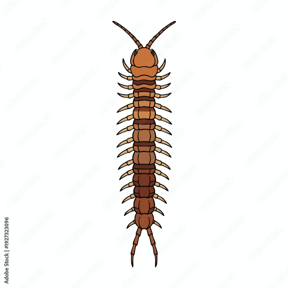 Fototapeta premium Detailed Illustration of a Centipede for Scientific or Educational Use