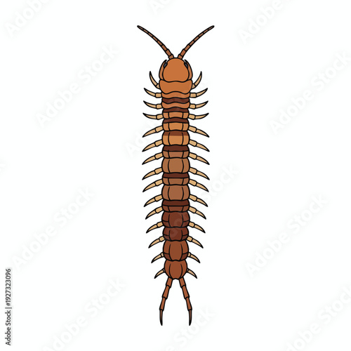 Detailed Illustration of a Centipede for Scientific or Educational Use