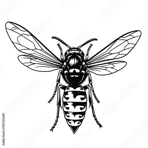 Black and white illustration of a bee with spread wings on white background