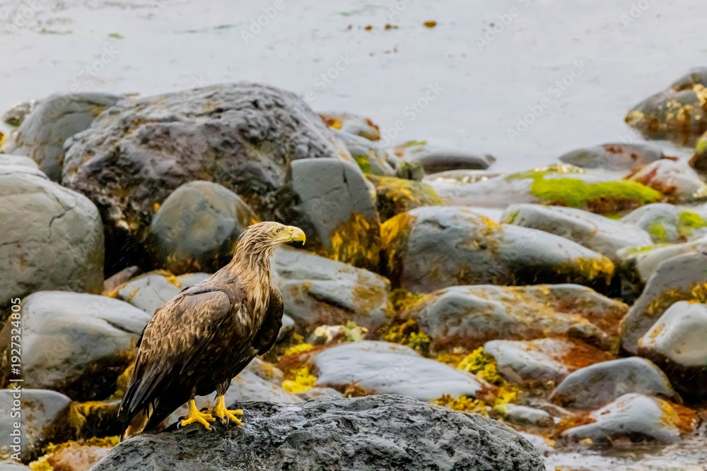 Obraz premium オジロワシ 