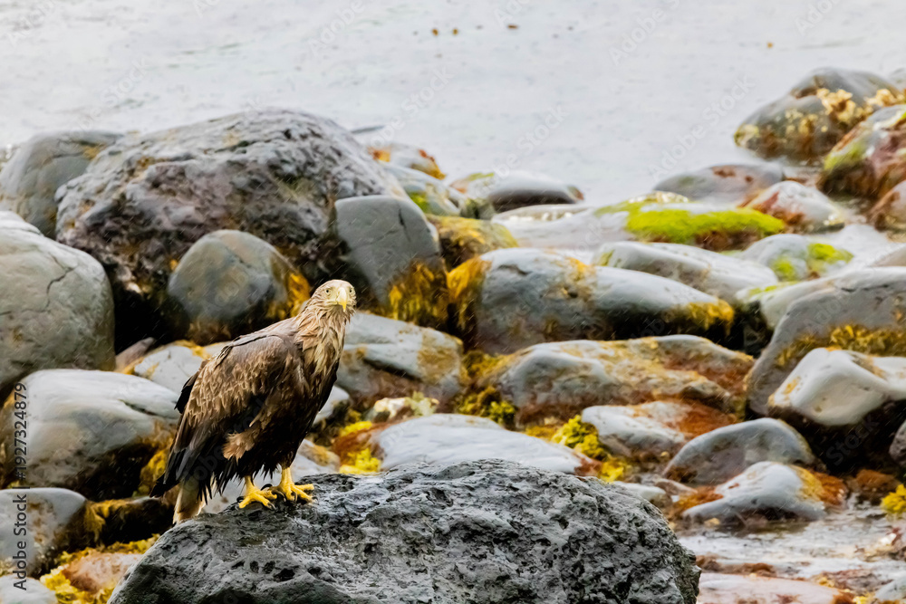 Obraz premium オジロワシ 