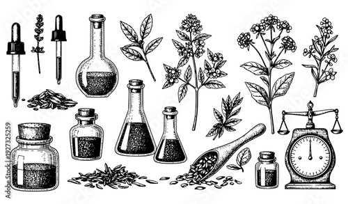 Antique apothecary botanical and glassware engraving vector medicinal plant illustration set