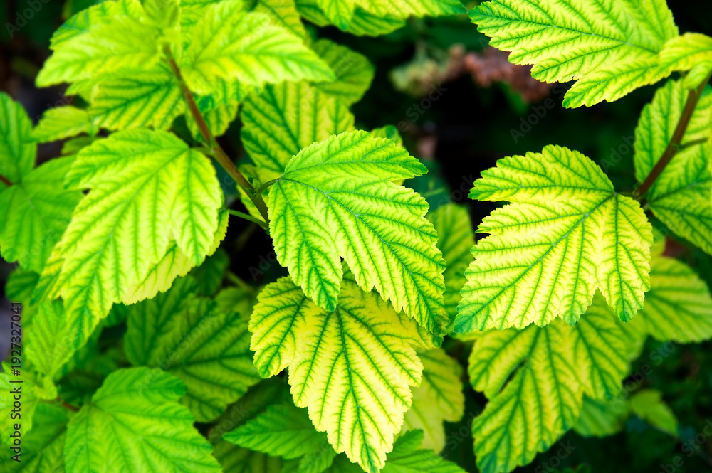 Fototapeta premium Chlorosis disease of raspberry