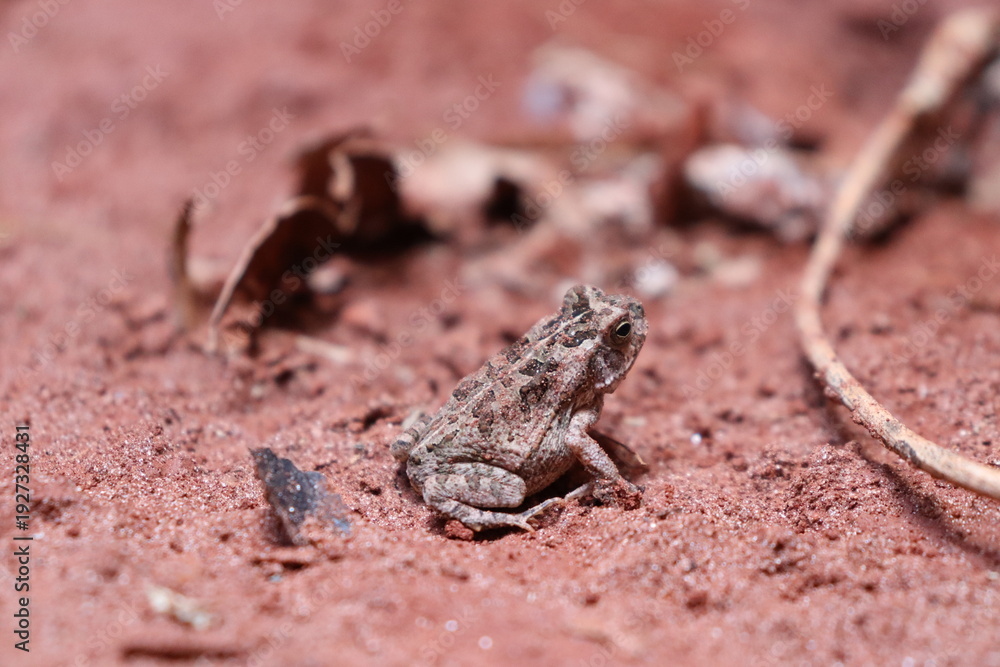 Obraz premium Tiny frog camouflaged in the sandy soil