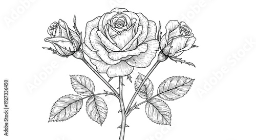 Detailed black and white engraving illustration featuring a fully bloomed rose centered between two delicate rosebuds on a thorny stem with textured leaves creating a classic floral design element.
