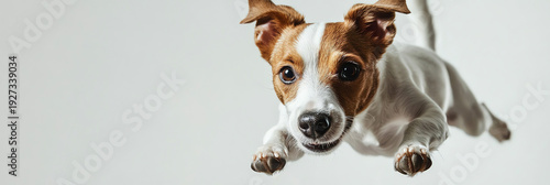 Energetic Jack Russell Terrier Dog Leaping in Mid-Air, Playful Motion