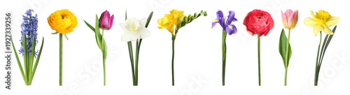 Wallpaper Mural Beautiful blooming spring flowers isolated on white, set Torontodigital.ca
