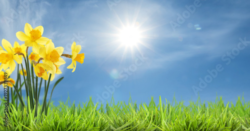 Photography Vibrant daffodils growing among green grass