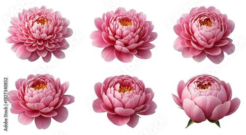 Six pink peony flowers in different angles isolated on transparent background for wedding projects