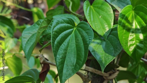 Wallpaper Mural Fresh green betel leaves in the garden. Torontodigital.ca