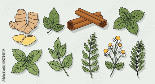 Herbal spices and leaves illustration set with ginger cinnamon and various green foliage on light background for cooking and health concepts