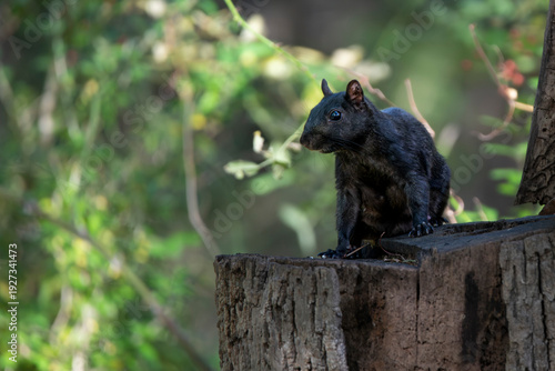 A Melanistic Eastern Gray Squirrel (Sciurus carolinensis)