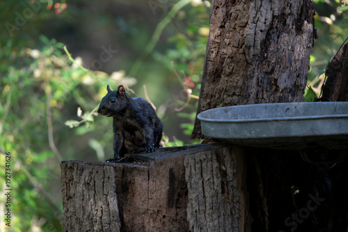 A Melanistic Eastern Gray Squirrel (Sciurus carolinensis)