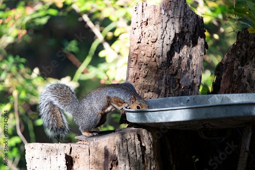 An Eastern Gray Squirrel (Sciurus carolinensis).
