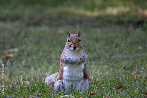 An Eastern Gray Squirrel (Sciurus carolinensis).