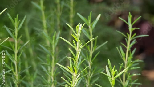 The green rosemary plant in the yard