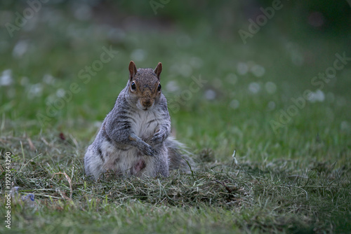 An Eastern Gray Squirrel (Sciurus carolinensis).