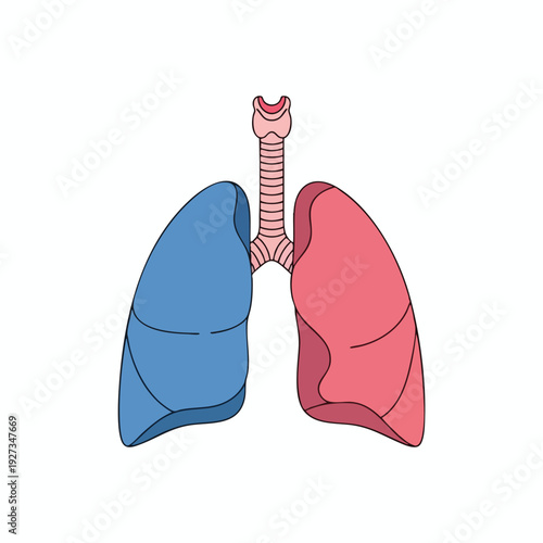 Healthy Human Lungs Illustration for Medical and Healthcare Concepts