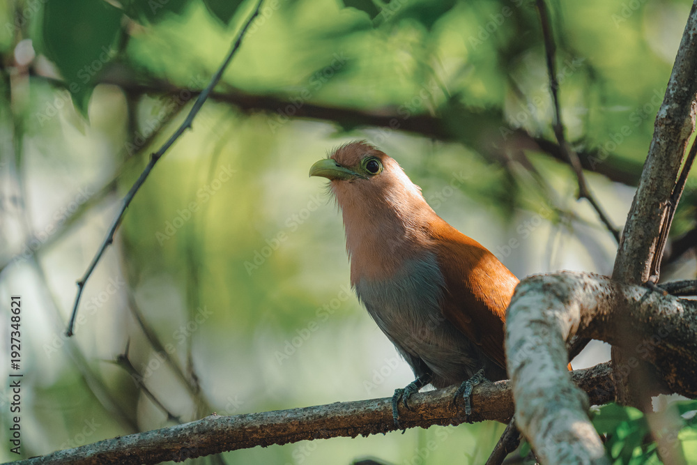 Fototapeta premium Squirrel cuckoo bird perching on a tree branch
