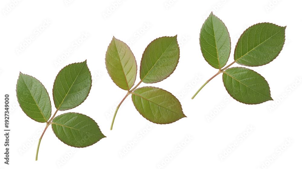 Obraz premium A close-up view of three distinct leaves with varied shapes and shades of green 